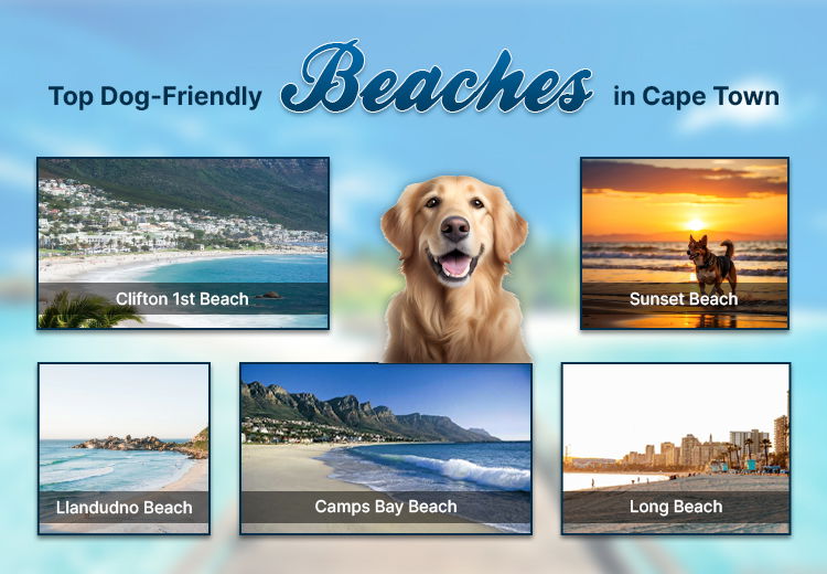Top Dog-Friendly Beaches in Cape Town